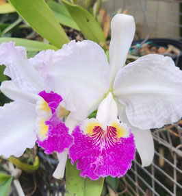 Cattleya lueddemanniana f. semi-alba "2-185"