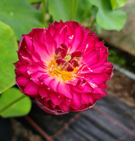Nelumbo Purple Fairy 6