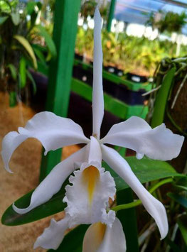 Cattleya maxima ff. delicata 5345