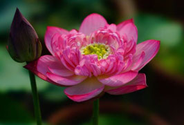 Nelumbo Royal Purple