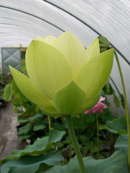 Nelumbo Perry's Giant Sunburst