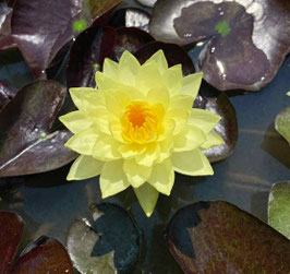 Nymphaea Monster Yellow