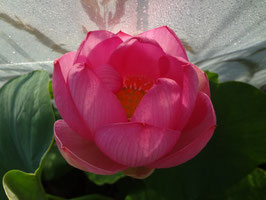 Nelumbo Lotusland's Orchid Pink Bowl S-2015-14