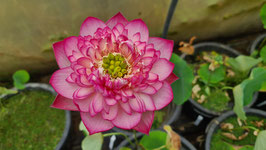 Nelumbo Prosperous Purple