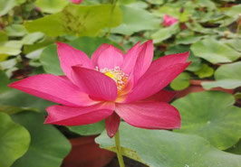 Nelumbo Crimson Goblet