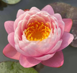 Nymphaea Preraya