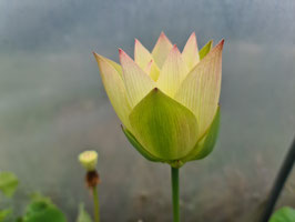 Nelumbo Golden Monkey