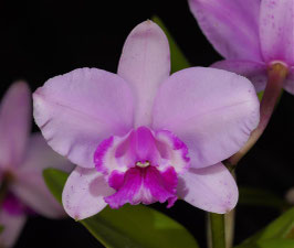 C. intermedia fma orlata 'Canaima's Coqueta' AM/AOS