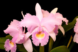 Cattleya trianae f. concolor "Orquivalle"