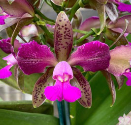 Cattleya tigrina flamea x Dark Princess