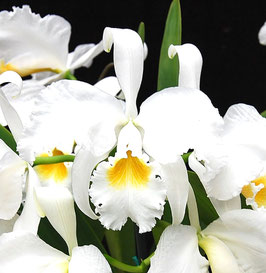 Cattleya mossiae f. alba "Nachthütung"