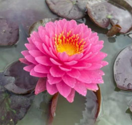 Nymphaea Mariya