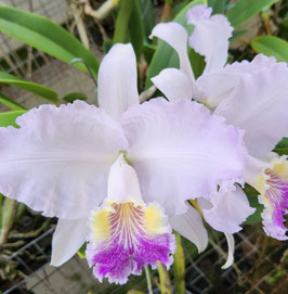 Cattleya lueddemanniana f. coerulea "Irma Sofia"