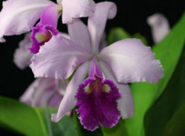 Cattleya warscewiczii x sib (flamea 'Gigante de Cuite' x tipo '1776')