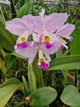 Cattleya mendelii "Mata Alta"