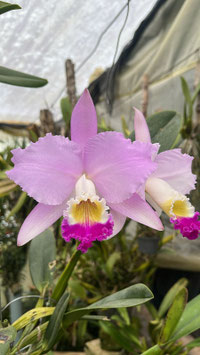 Cattleya mendelii "OF"