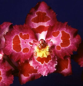 Odm. naevium 'Colombo' X Oda Desirable 'Mem Kevin Hipkins