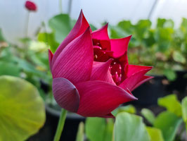 Nelumbo Red Bowl Lily