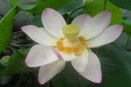 Nelumbo W-2013-3