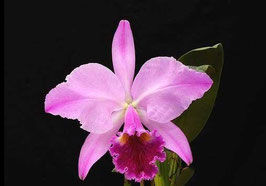 Cattleya jenmanii pincelada