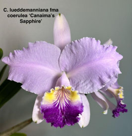C. lueddemanniana fma coeruela 'Canaima's Sapphire'