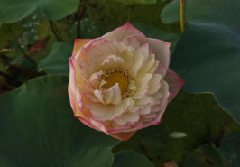 Nelumbo Renyin Great Heat