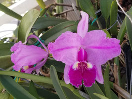 Cattleya lueddemanniana "Thanksgiving"