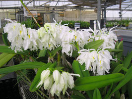 Cattleya maxima f. alba "Kathleen"