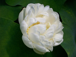 Nelumbo Crystal Beauty
