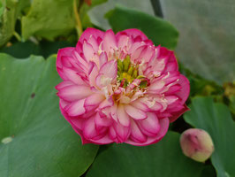 Nelumbo Pink Pearl