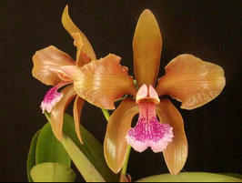 Cattleya granulosa "Colibri" x self