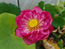 Nelumbo S-2018-nd