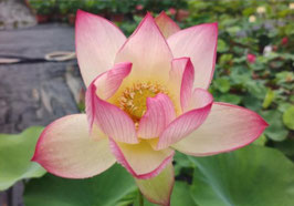 Nelumbo Echo of Rainfall