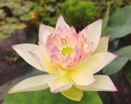 Nelumbo Song of Elegance
