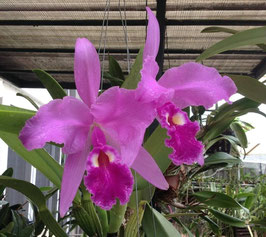 Cattleya warscewiczii "Orquifollajes"