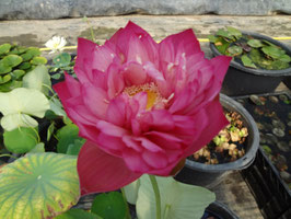 Nelumbo Olympic Lotus