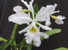 Cattleya warscewiczii f. quasi alba "Rochelensis" x self