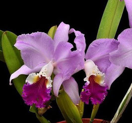 Cattleya mendelii BF