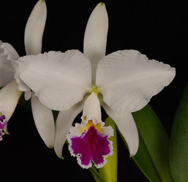 Cattleya jenmanii fma s/a 'Canaima's Showtime' AM/AOS