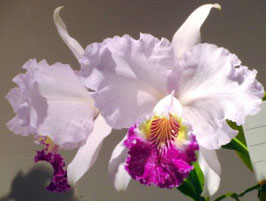 Cattleya lueddemanniana coerulea ('Michael' x 'Golden Try')