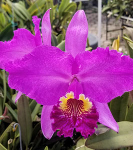 Cattleya lueddemanniana "Excelsior"
