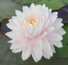 Nymphaea Loving You