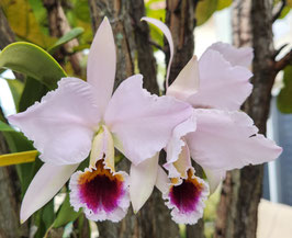 Cattleya percivaliana coerulea "Blue Moon"