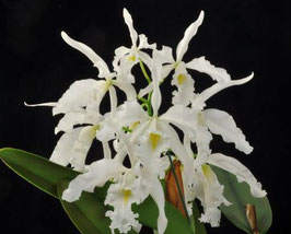 Cattleya maxima ff. alba MA01