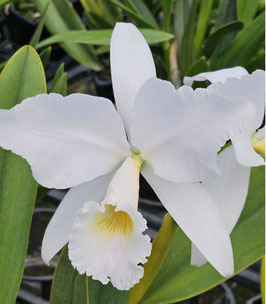 Cattleya labiata ff. amesiana