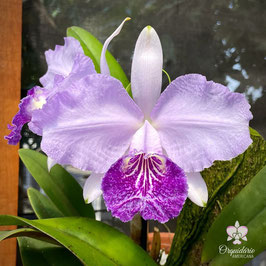 Cattleya lueddemanniana tipo (Mariauxi x Juan Ignacio) x (Mariauxi x Fennel) RLOLU021