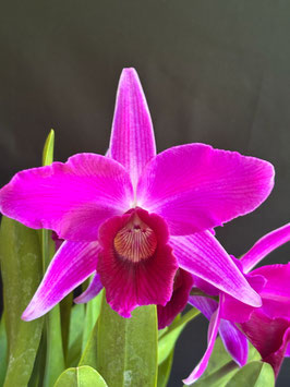 C. purpurata fma sanguinea 'Canaima's Merlot'