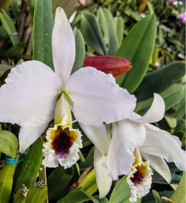 Cattleya percivaliana coerulea "Skylight"