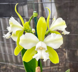 Cattleya tigrina ff. alba trilabelo EXGE1008