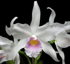 Cattleya purpurata russeliana 88 J.C Can. X purpurata russeliana F45 Can EXKA388